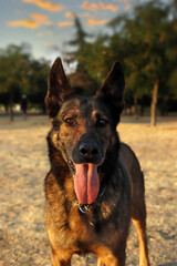 perro de raza pastor alemán mirando a cámara fijamente