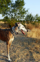 galgo espa&ntilde;ol e el campo