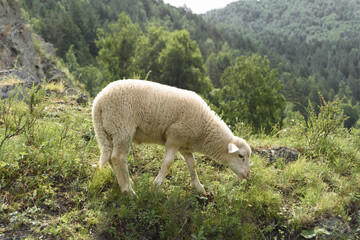 Mountain fluffy lamb grazes and eats grass high on the rocks. Farm lamb