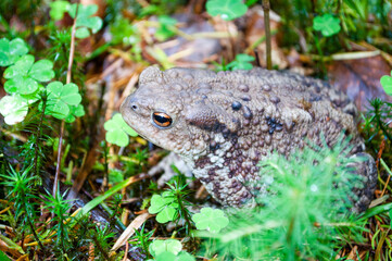 Common toad (Bufo bufo) in the natural environment. 