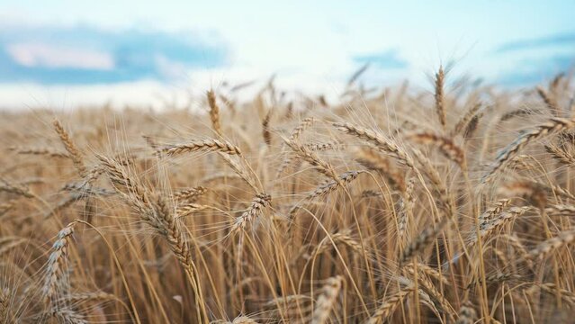 ars of wheat on the field during sunset. farming wheat harvesting agribusiness concept. walk in a large wheat field. big harvest of wheat in summer on the field lifestyle landscape