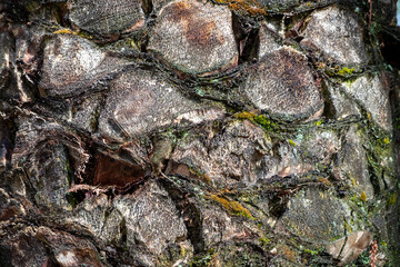 Close up of a texture of tree trunk in the forest.