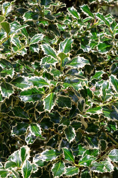 Close up of frosted holly wall