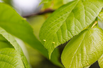 fresh green linden leaf with pimples on a branch in spring, natural background of leaves
