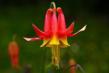 Close-up of the crimson columbine (Aquilegia formosa), beautiful bicoloured, red and yellow flower