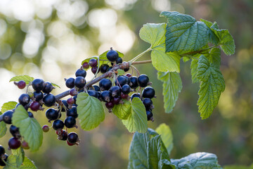 Black currant. Berries of black currant on a branch. Ripening blackcurrant fruits.