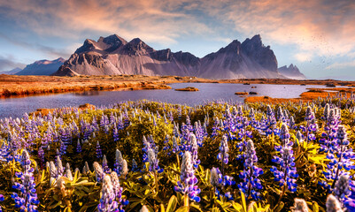 Sunny landscape of Iceland. Gorgeous view on Stokksnes cape and Vestrahorn Mountain with flowers on foreground during sunset. Iconic location for landscape photographers and bloggers. Postcard