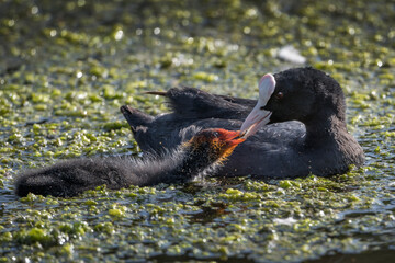 Feeding her juvenille  coot