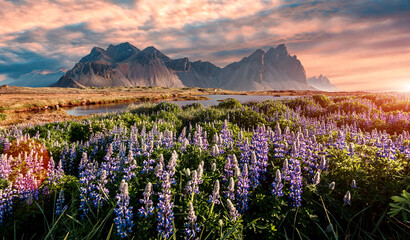 Obraz premium Amazing Iceland nature seascape. Best famouse travel locations. Scenic Image of Iceland. Impressive landscape with blooming lupine flowers field near Stokksnes mountains on Vestrahorn cape, Iceland