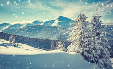 Fantastic winter forest landscape in the sunset. Icy snowy fir trees glowin in sunlight. winter...