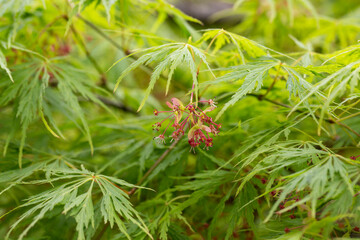 Young Japanese Maple - Acer Palmatum Dissectum, Background of green leaves