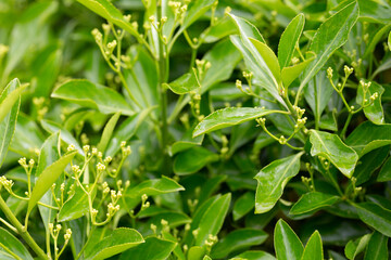 Fototapeta premium The evergreen Japanese spindle tree Euonymus japonica is used for hedges.