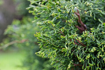 Hinoki cypress branch - Latin name - Chamaecyparis obtusa new bright green with yellow stripes...