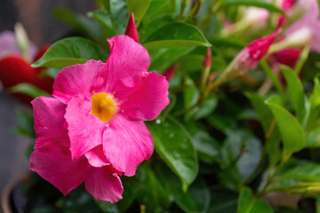 flowering mandevilla flower in summer