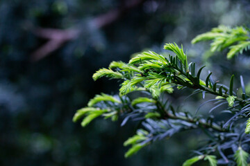 Yew Taxus baccata Fastigiata Aurea English yew, European yew new bright green with yellow stripes foliage in spring garden as natural background. Selective focus. Nature concept for design