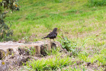 Female common blackbird Turdus merula perched on a tree stump, on a green background