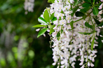 close up white flowers Wisteria sinensis or Blue rain, Chinese wisteria is species of flowering plant , Its twisting stems and masses of scented flowers in hanging racemes.