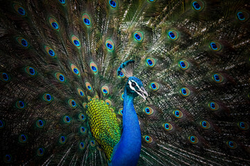 Fototapeta na wymiar peacock with feathers, Peacock, Indian peafowl, Pavo cristatus, Bird, Background, Beautiful birds.