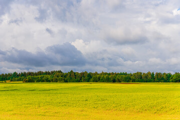 Yellow field of blooming raps with forest in the background and stormy clouds at summer day.