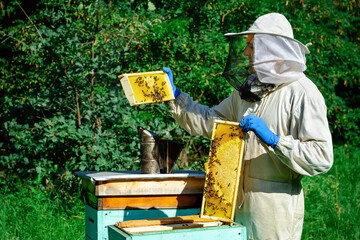 Beekeeper working collect honey. Beekeeping concept. Farmer wearing bee suit working with honeycomb in apiary. Organic farming. Copy-space.
