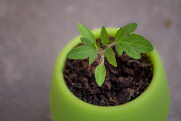 A young green plant sprout in a small green pot on a concrete background