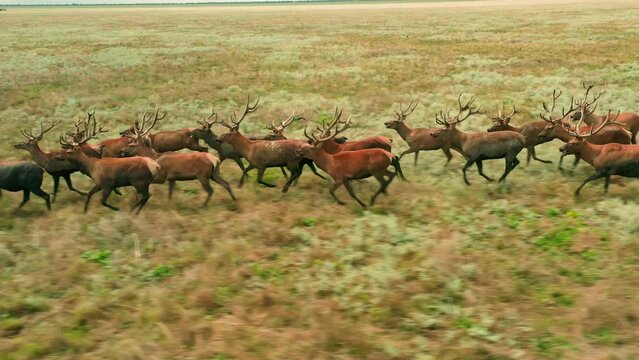 Wild deer animal nature wildlife roe hunter herb family running