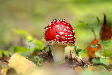 Fly agaric or amanita muscaria poisonous mushroom with white spots on red head growing in autumn forest