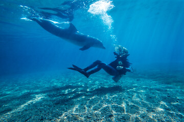 Fototapeta na wymiar Bottlenos dolphin, Tursiops truncatus, Dolphin Reef, Eilat, Israel 