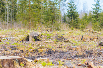 Deforestation, forest clearing,tree stumps and felled forest. Deforested area in a forest with cutted trees.