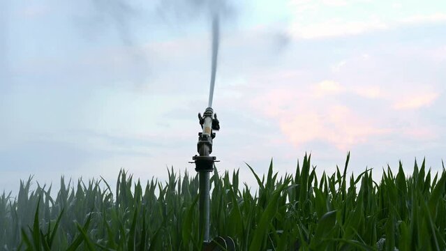 Close up footage of working irrigation sprincler on an agricultural cornfield. In the sky you can see clouds lit red by the evening sun in the background