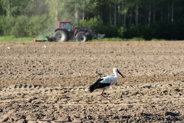 a beautiful white stork in the middle of a field where crops are being harvested on a sunny summer day