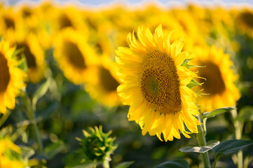 Close up sunflower in the field with blue sky.