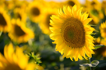 Naklejka premium Close up sunflower in the field with blue sky.