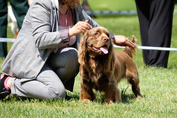 Handler puts up a Sussex Spaniel dog at a dog show - obrazy, fototapety, plakaty