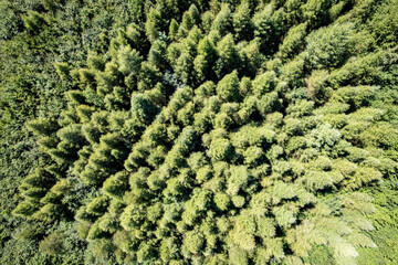 Natural pattern of green trees in a forest in summer