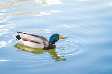 Birds and animals in wildlife concept. Male mallard duck swimming on the pond and drink water. Amazing wild duck swims in lake or river