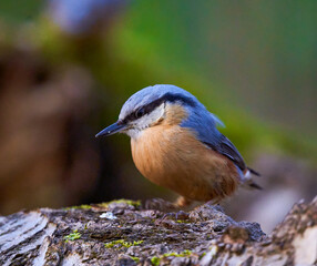 nuhatch standing on a trunk
