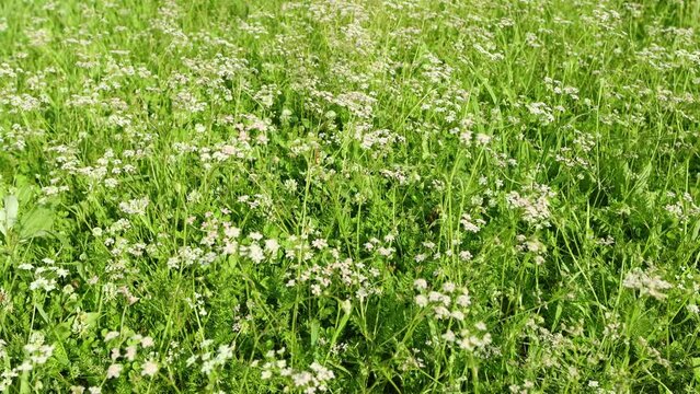 Wild field with summet cumin flowers, small wind, sunny day