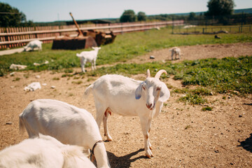  cute white goats  grazing in the farm 