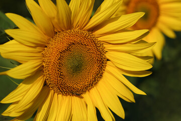 Fototapeta premium Yellow Sunflower close up. Agricultural field with sunflowers for background. Perfect wallpaper. Sunflower blooming. Sunflower natural background. Organic Farming. Gardening. Nature concept