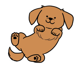 仰向けに寝ている茶色いダックス