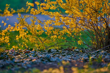 Blooming Forsythia twigs with yellow flowers on a bright spring day, springtime concept and springtime background