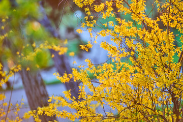 Blooming Forsythia twigs with yellow flowers on a bright spring day, springtime concept and springtime background