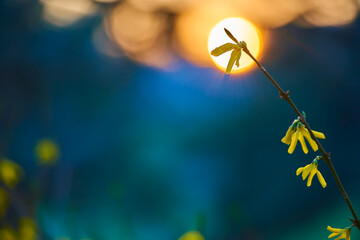 Blooming Forsythia twigs with yellow flowers on a bright spring day in front of blue background, sun backlight. Springtime concept and springtime background