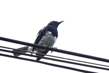 A common local tropical bird sitting on an electricity wire,white isolated background with copy space