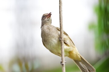 A local tropical bird sitting on a tree twig with green nature background 