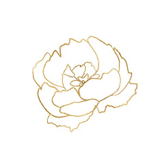 Watercolor golden and white outline peony flower illustration element