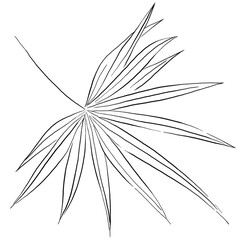 Black outline tropical palm leaf illustration isolated element