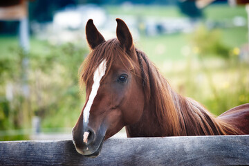 Pferd tr&auml;umt in der Sonne