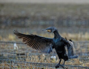 bird pointing with his wing